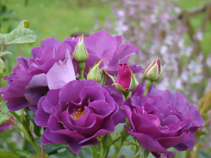 Роза Rósa Rhapsody in Blue