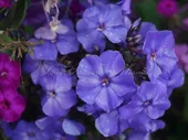 Флокс метельчатый Блю Парадайс (Blue Paradise)