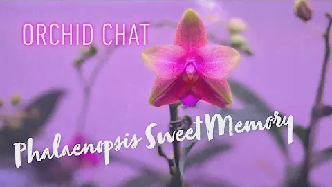 Let’s Chat! Phalaenopsis Sweet Memory