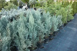 Кипарисовик Лавсона Пелтс Блю Chamaecyparis lawsoniana Pelt's Blue 2л (Н)