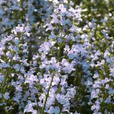 Душевик котовниковый (Blue Cloud C3 )