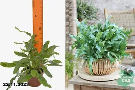 Папоротник Флебодиум Блю Стар (Phlebodium Blue Star) Р9