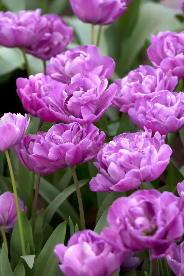 Тюльпан Блю Даймонд (Tulipa Blue Diamond)-1