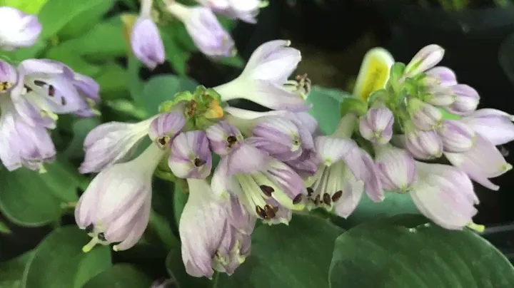 Rewela Hostas look at Hosta Blue Mouse Ears