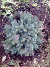 Ель канадская Picea canadensis Blue Planet