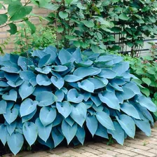 Блу Энджел хоста/ Hosta Blue Angel / Синий ангел