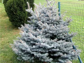 Ель колючая Super Blue Seedling