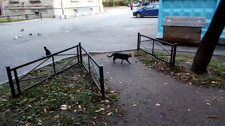 ZTE Blade A530. Тест камеры-01 (camera test)