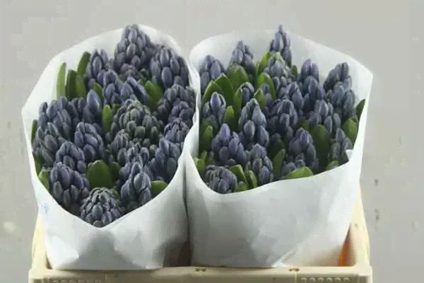 Hyacinthus delft blue от 50шт-0