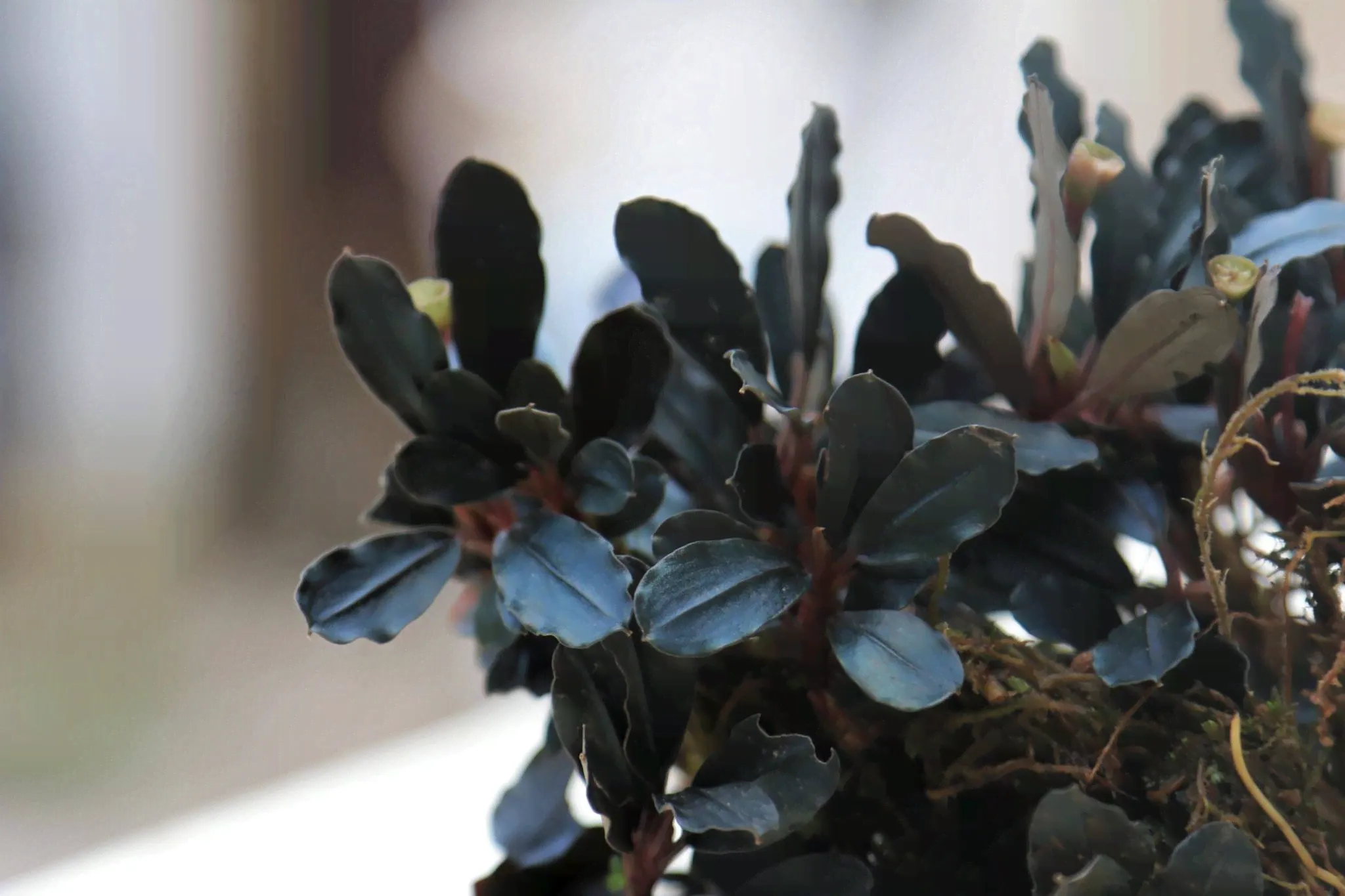 Буцефаландра Bucephalandra Midnight Blue, меристемное, FFLab-0