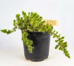 Можжевельник прибрежный Блю Пасифик 50/60 Juniperus conferta Blue Pacific 10л (ЗК)