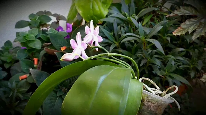 Phalaenopsis Tetra Bell ( Phal.bellina var coerulea x Phal.tetraspis C#1)