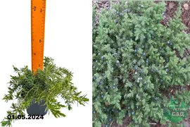 Можжевельник прибрежный Блю Пасифик (Juniperus conferta Blue Pacific) Р9 аг