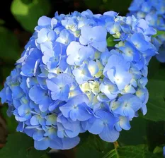 Гортензия крупнолистная Blue Heaven