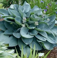 Hosta Blue Vision
