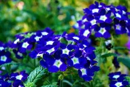 Вербена Star Dreams Midnightblue