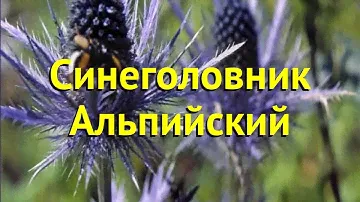 Синеголовник альпийский. Краткий обзор, описание характеристик, где купить рассада eryngium alpinum