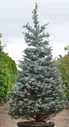 Ель колючая Blue Diamond 100-120 С15