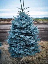 Ель Маджестик Блю (Majestic Blue)