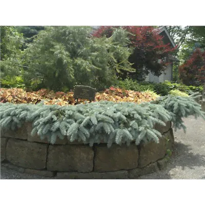 Picea pungens 'Blue Wave' 50-60 cm cont. 7,5L