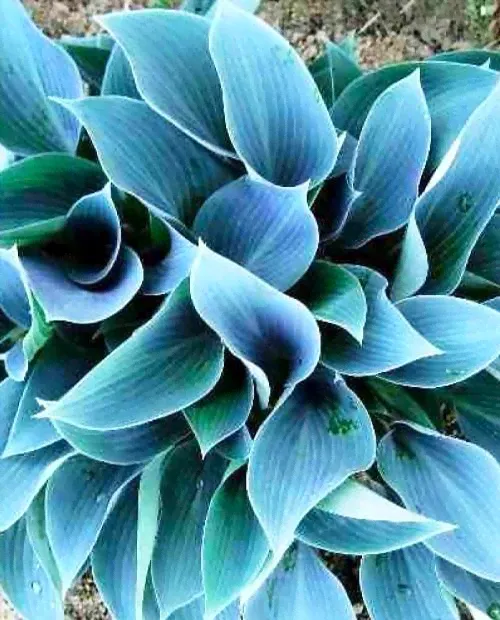Хоста Блю Кадет (Blue Cadet) 1шт в упаковке