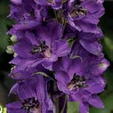 Дельфиниум Delphinium Dark Blue Dark Bee