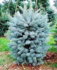 Ель колючая Супер Блю (Picea pungens Glauca Super Blue Seedling)