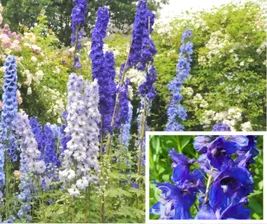 Дельфиниум высокий Dark Blue Dark Bee