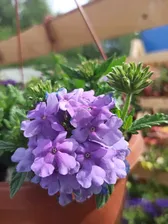 Вербена Empress "Flair Lavender Blue"