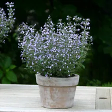 Душевник котовниковый Блю Клауд Стрейн / Calamintha nepeta "Blue Cloud Strain"