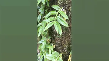 Too many dendrobium plants on tree #orchid