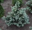 Ель колючая Picea pungens Baby Blue Eyes