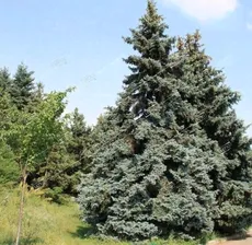 Ель колючая Супер Блю Сидлинг Picea pungens Super Blue Seedlings 1,5л/2л