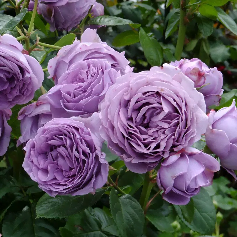 Голубой Шторм (Blue Storm Rose)