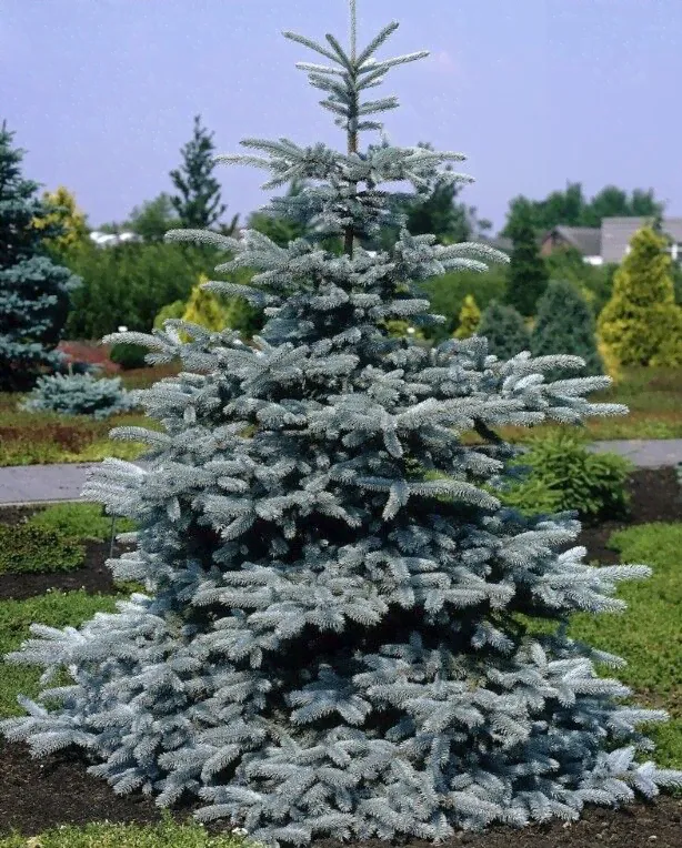 Ель колючая "Supper Blue Seedling"-0