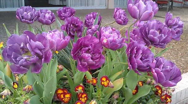 Тюльпан Блю Даймонд (Tulipa Blue Diamond)-0