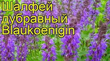 Шалфей дубравный Blaukoenigin. Краткий обзор, описание характеристик, где купить рассада
