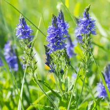 Вероника дубровник "Royal Blue"