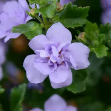 БА3. Double Blue