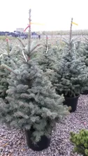 Ель колючая Super Blue Seedling 40-60,С10
