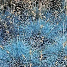 Овсяница сизая Festuca glauca "Intense Blue" с5. id#4279141