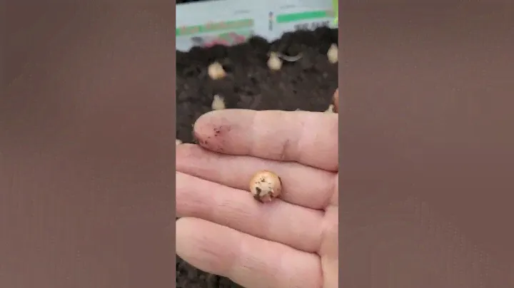 Фрезия – посадка и выращивание в домашних условиях и открытом грунте @flowers_kavkazskaya #фрезия