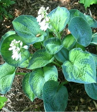 Hosta Blue Shadows (Хоста Блю Шадоуз)-0