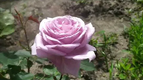 Роза Блю Мун (Blue moon rose)