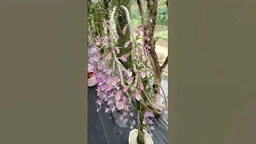 After growing dendrobium plants on tree log long time now it blooming so beautiful #orchid
