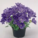 Колокольчик карпатский Pearl Deep Blue - 5 шт.