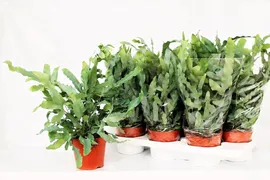 Флебодиум золотистый Блю Стар Phlebodium aureum Blue Star 35/12