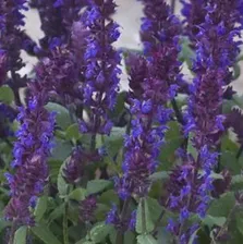 Шалфей дубравный (Salvia nemorosa New Dimension Blue")"