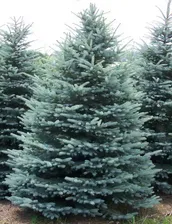 Ель колючая "Picea pungens Misty Blue"
