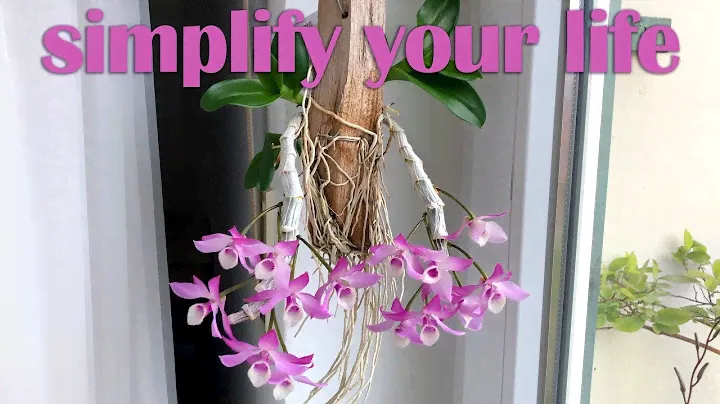 Dendrobium parishii — Мой упрощенный уход за орхидеей №1 — Назад к истокам!